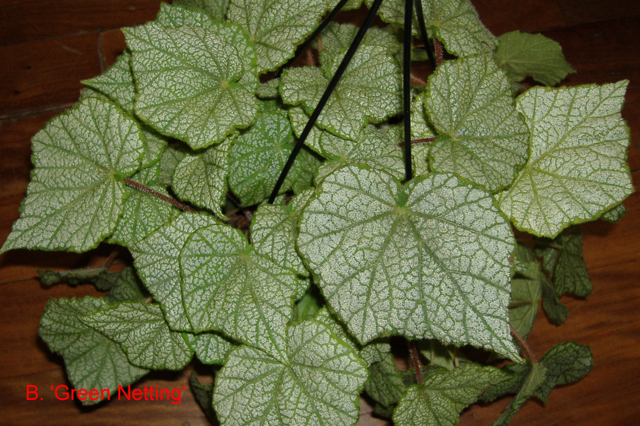 B. ‘Green Netting’